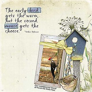 Woodpecker