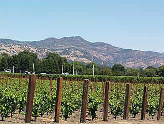 Napavalleyvineyard