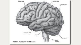 Illustrationwork_brainSideView