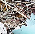 Robins-egg-blue