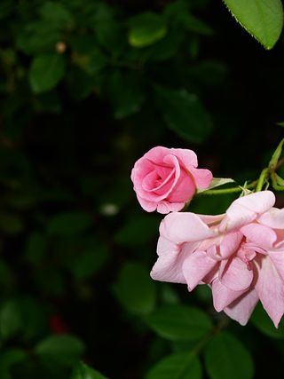 P4039759