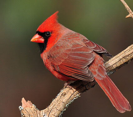 Northern_cardinal_1