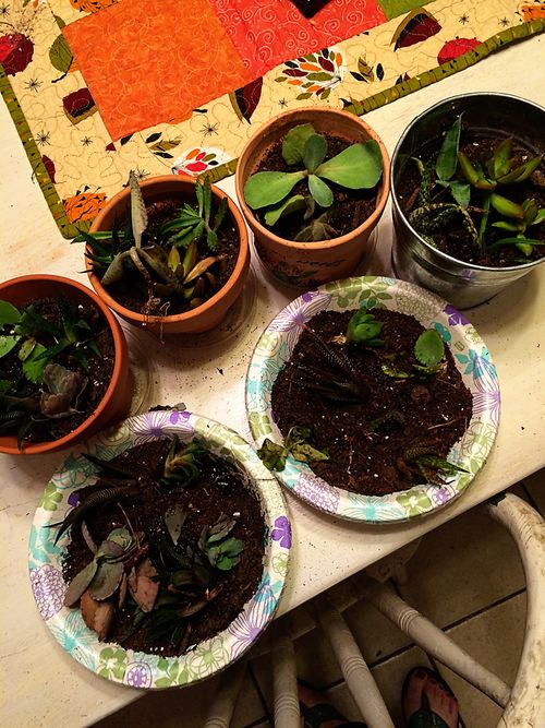 Succulents