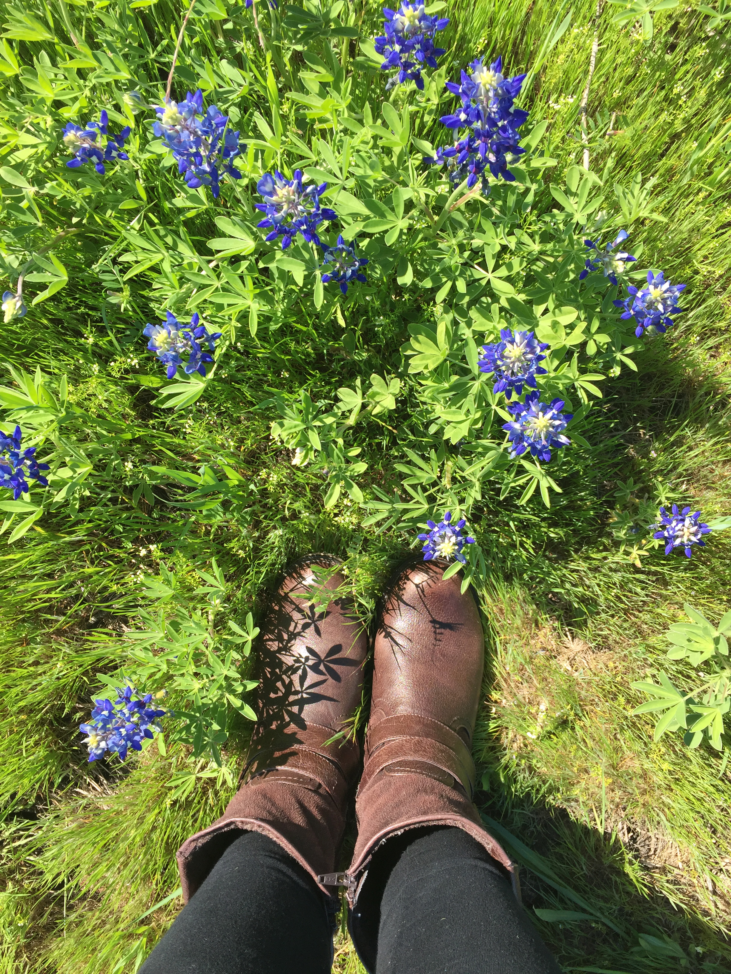 bluebonnets2