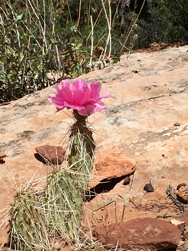 desertbloomflower