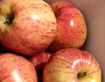 teacherapples