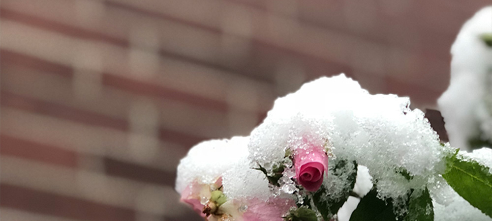 Snow + Miracles = Wonderous Season